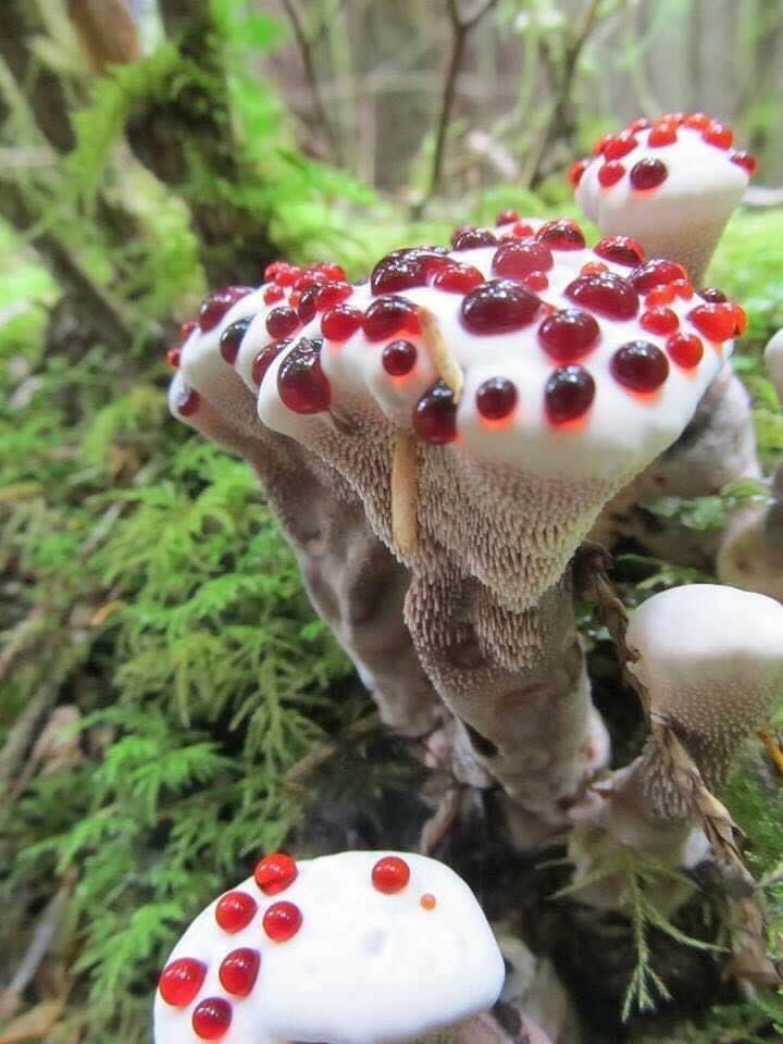 southernsouldc's tweet photo. Weird looking mushrooms. Anyone know what they are?? https://t.co/O6YVOx3OZD