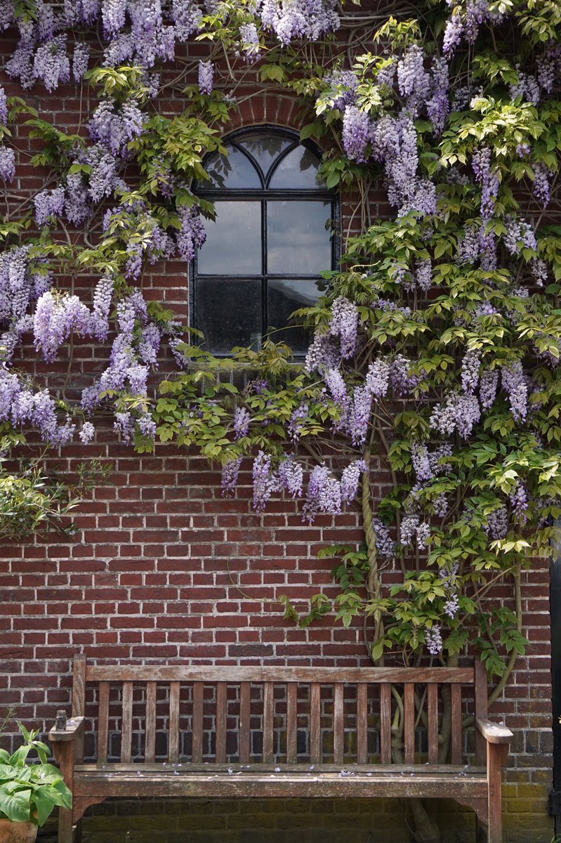 Uitklapper 😊 #wisteria #blauweregen
