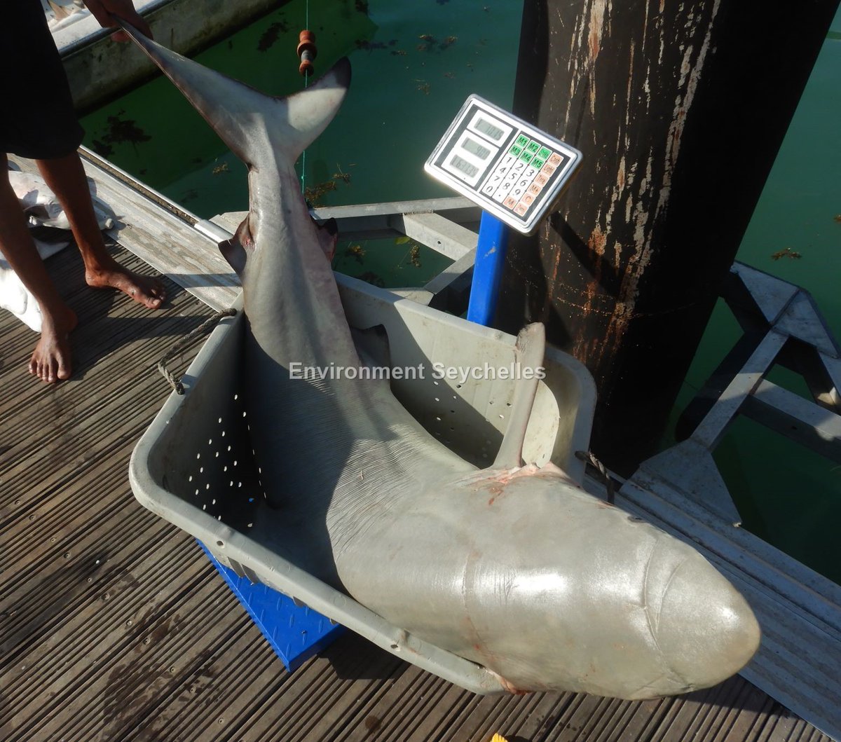 Seychellesharks's tweet image. 70 kg of Blacktip shark (Carcharhinus limbatus)(IUCN VU), North Mahe (06/05/22). #datagathering #threatenedelasmobranchproject #swiofish #macce
