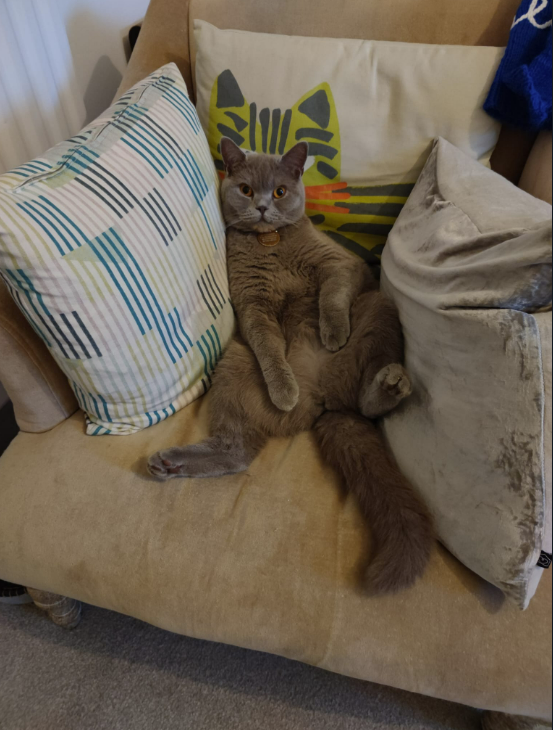 FnaticHQ's tweet photo. Just made a #pets channel on slack and everyone in the company is sharing their animal friends. Best channel ever tbh 😍 😺🦎🐶 https://t.co/OixlkF0cCD
