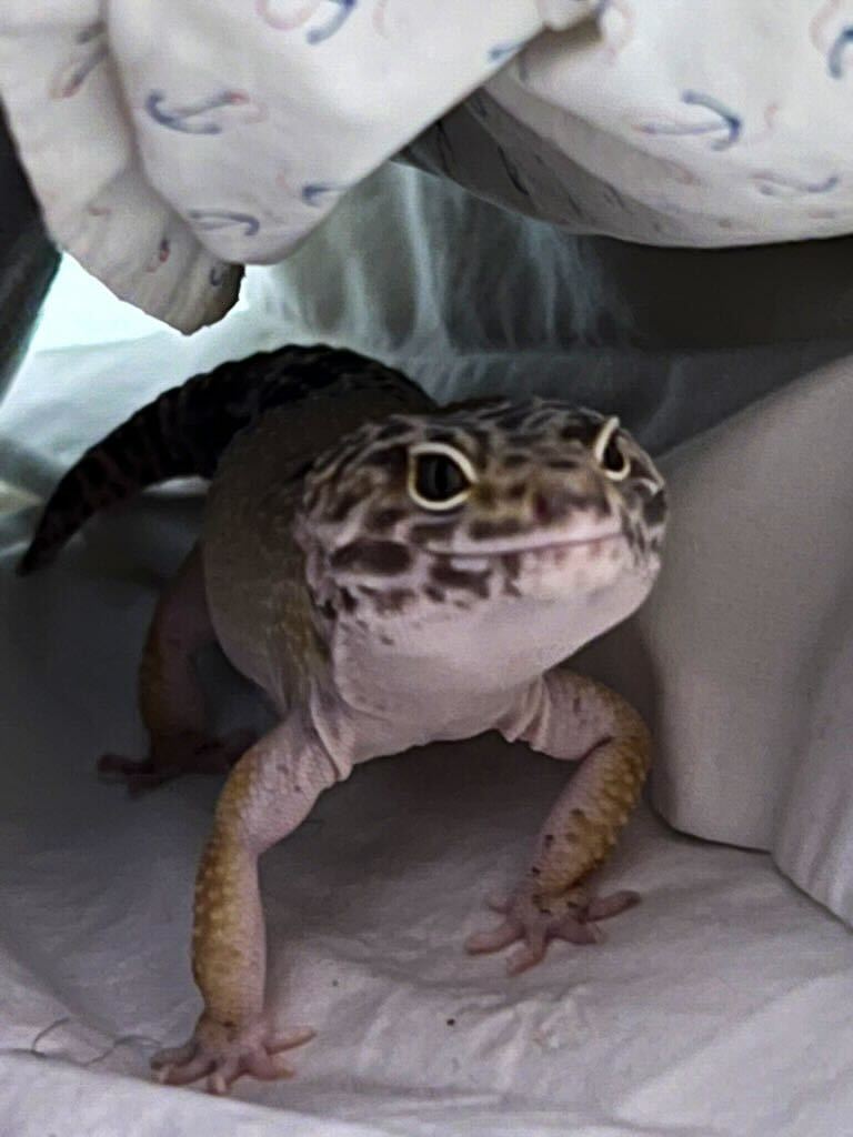 FnaticHQ's tweet photo. Just made a #pets channel on slack and everyone in the company is sharing their animal friends. Best channel ever tbh 😍 😺🦎🐶 https://t.co/OixlkF0cCD