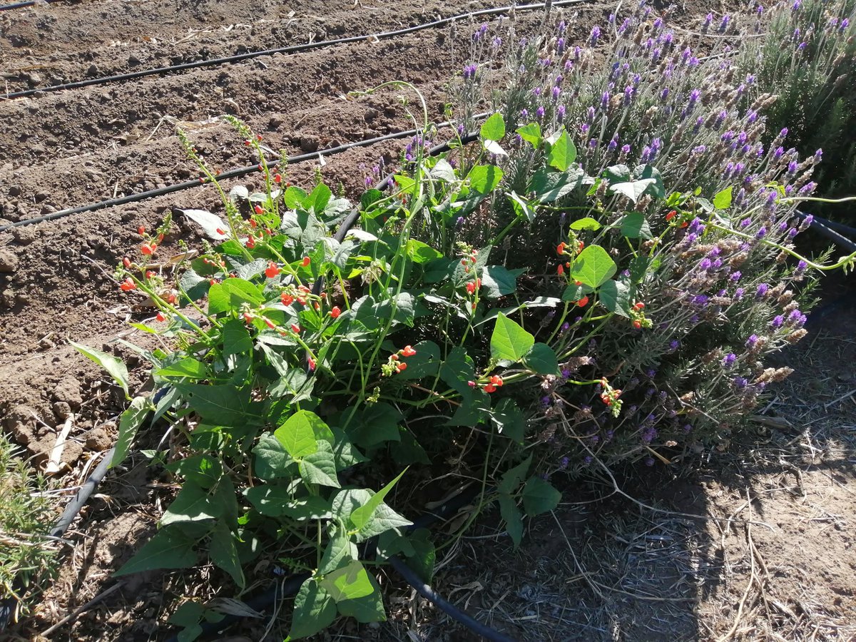 Ya tenemos germinación del borde de flores en nuestro ensayo con @LivinGro_ . Los perennes sembrado en 2021 siguen floreciendo.

Vamos por un segundo ciclo de evaluar como impacto un borde de flores la agrobiodiversidad en Texcoco.