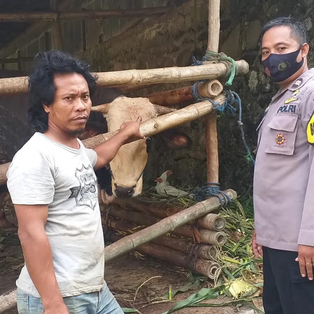 MargasariP's tweet photo. Polres Tegal – Jajaran Bhabinkamtibas Polres Tegal melakukan pengecekan peternakan sapi di desa binaanya. Hal tersebut dilakukan dalam rangka mencegah wabah penyakit mulut dan kuku (PMK) pada sapi yang saat ini sedang merambah ribuan sapi di Wilayah Jawa Timur. https://t.co/K6IAdXuqA1