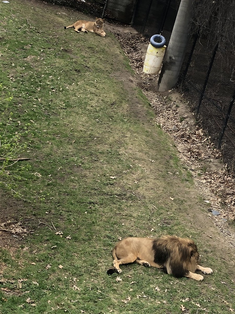 jae_beezy's tweet photo. COMO yesterday 🐧🦁🦒🐒🦍 https://t.co/lkEiLbw0mB