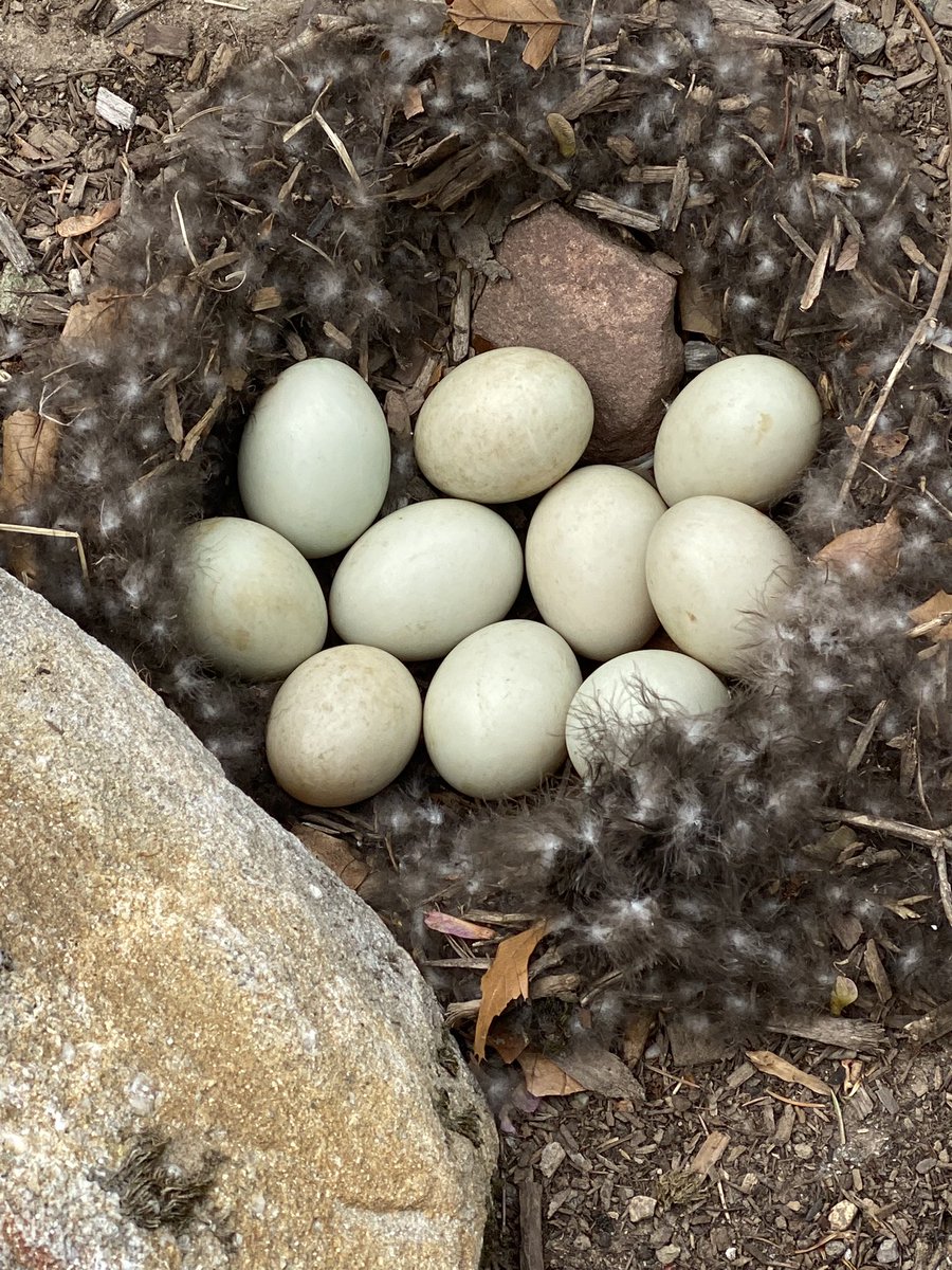 GraceCordovano's tweet photo. Timeline cleanse:
Nature is amazing. We now have 10 duck eggs in our backyard.
What are your suggestions for duckling names? π¦
#TeamDucklings #hcldr #hitsm #medtwitter #bcsm #lcsm #btsm #crcsm #ayacsm #pinksocks #ThursdayThoughts https://t.co/StSdr5ak5F