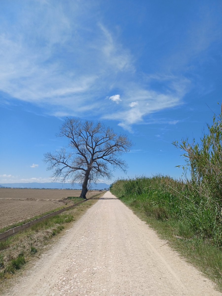 arbopalm's tweet photo. De ruta. Un bello ejemplo de #isolatedtree al borde del camino. Es un olmo que goza de bastante buena salud. Algo raro de encontrar https://t.co/vJ7MsiEtZW
