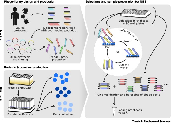 TrendsBiochem's tweet photo. Read also Spotlights highlighting work on #RNAvirus inhibition (@PitreEmmanuelle @aj_velthuis) and #GTPase signaling, a Forum on cCMP and cUMP, and a #TechoftheMonth for #SLiM discovery (@ivarssonlab @Daveylab).

https://t.co/7VXxJao864 https://t.co/3uCOG4FA5j