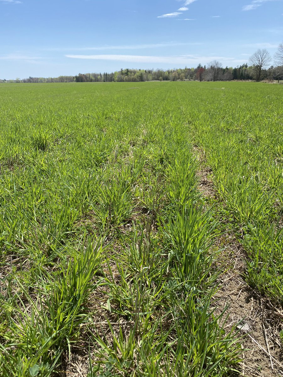 Both sand soils in Westmeath area #OttawaValley, but one struggled with the hot dry tail end season last year with new seeding &amp; vastly different fertility levels. #PurinaProactiv #Hay22