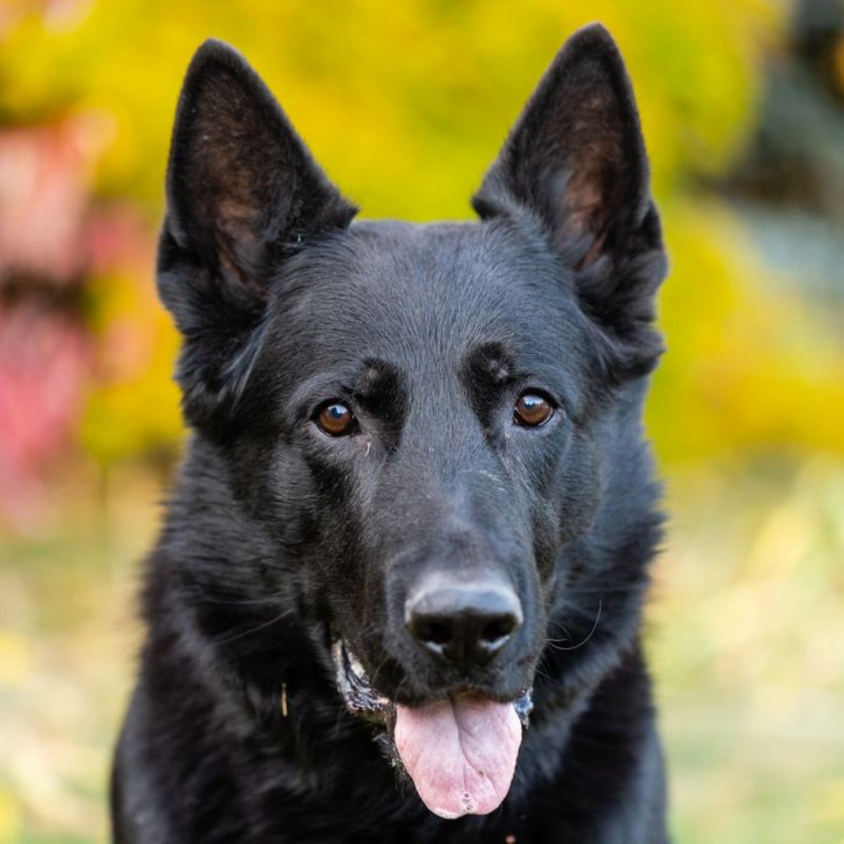 The DogFather Behavioral and Training Center tweet media