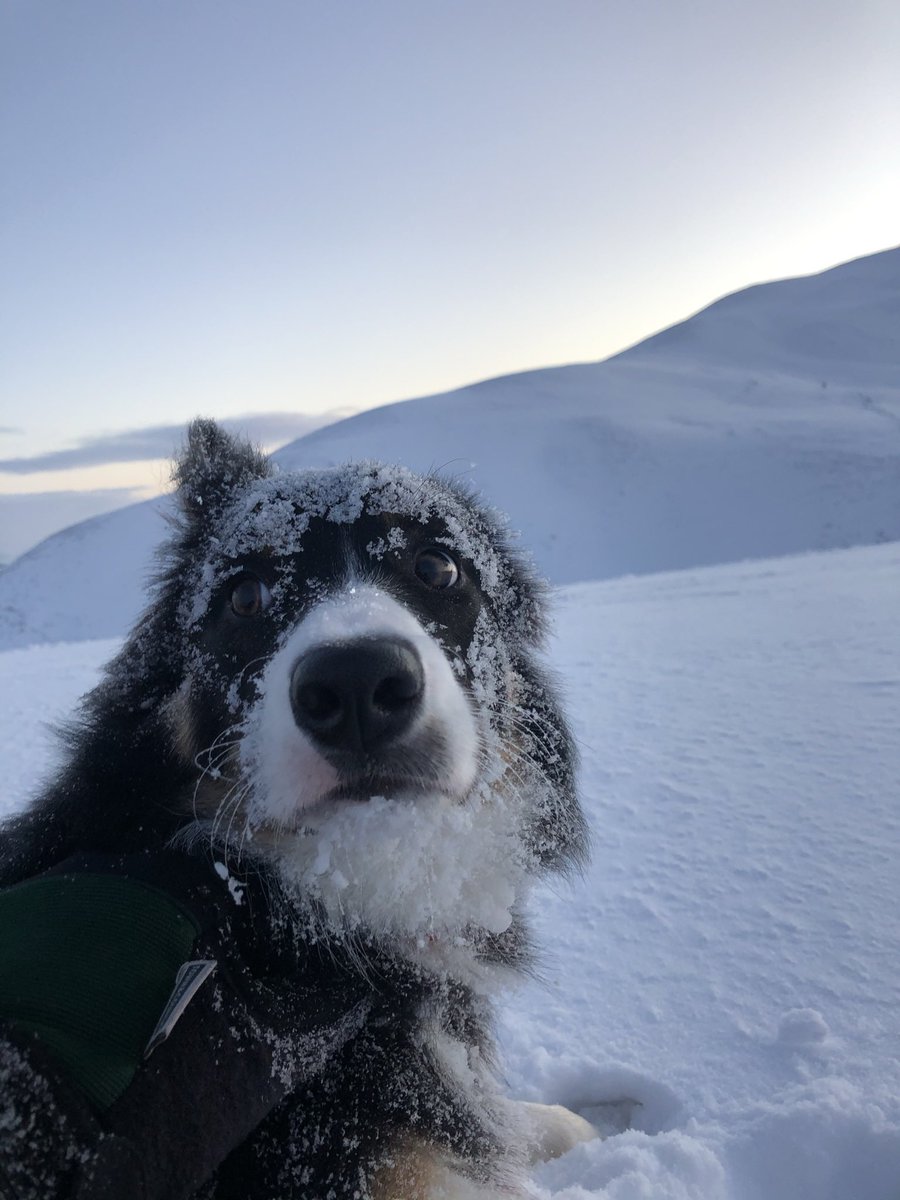 @snoweider Have a collie puppy pic.