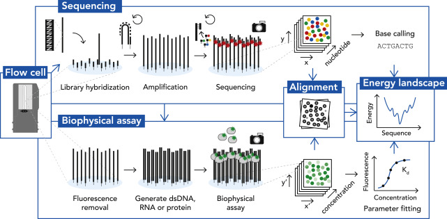 Ivo Severins (@ivoseverins) on Twitter photo Excited to share our review in <a href="/MolecularCell/">Molecular Cell</a>!
Exploring molecular biology in sequence space: The road to next-generation single-molecule biophysics authors.elsevier.com/c/1f3Vc3vVUPK7… Excited to share our review in <a href="/MolecularCell/">Molecular Cell</a>!
Exploring molecular biology in sequence space: The road to next-generation single-molecule biophysics authors.elsevier.com/c/1f3Vc3vVUPK7…