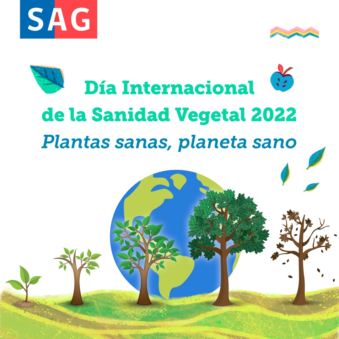 ¿Sabías que las plantas constituyen el 80% de los alimentos que comemos y proporcionan el 98% del oxígeno que respiramos? En el #DiaDeLaSanidadVegetal <a href="/sagchile/">SAG</a> destaca la importancia de mantener nuestras plantas libres de plagas y enfermedades. ¡Colabora con nuestro trabajo!