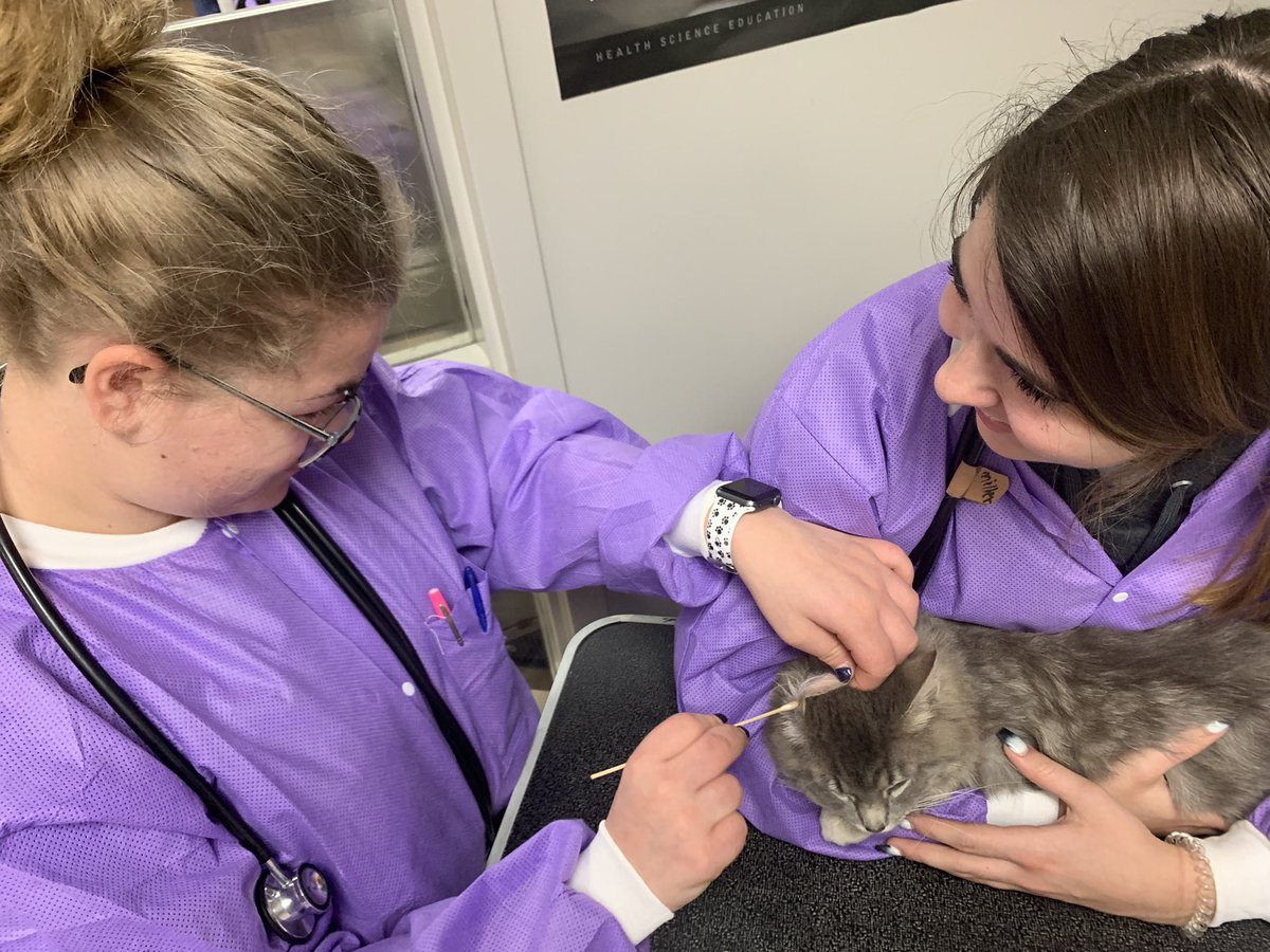 tollesvettech's tweet photo. It’s Cat Day today at Tolles Pre Vet Tech - General Parameters and Physial Assessments🐱🩺 https://t.co/I0SzMFV65G