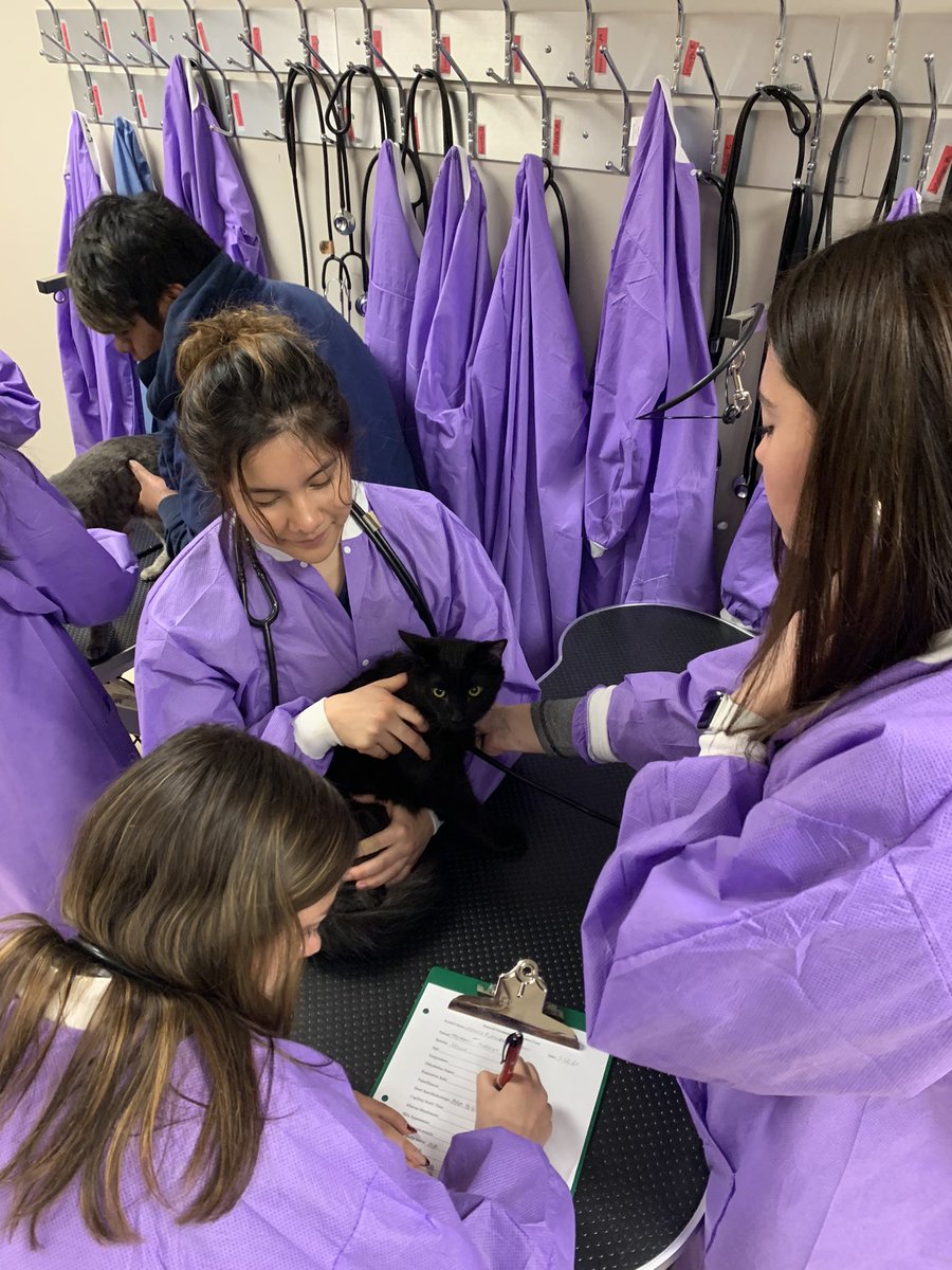 tollesvettech's tweet photo. It’s Cat Day today at Tolles Pre Vet Tech - General Parameters and Physial Assessments🐱🩺 https://t.co/I0SzMFV65G
