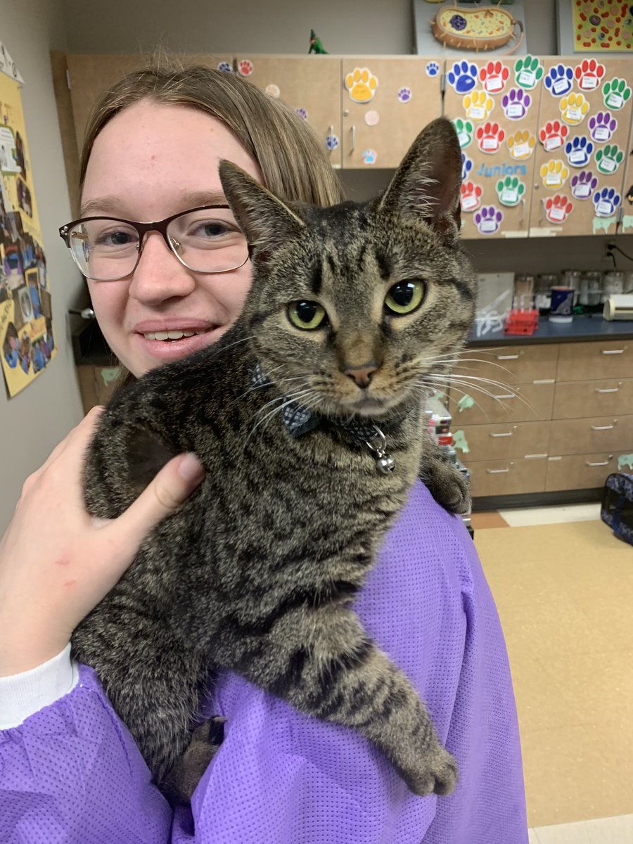 tollesvettech's tweet photo. It’s Cat Day today at Tolles Pre Vet Tech - General Parameters and Physial Assessments🐱🩺 https://t.co/I0SzMFV65G