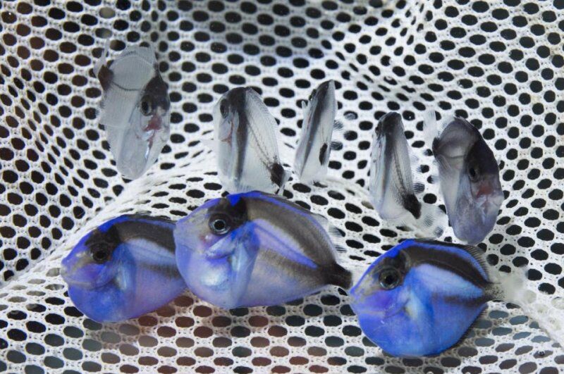 cade_usa's tweet photo. Florida researchers find success breeding colorful aquarium fish
https://t.co/CqAP2rZHBa
๐๐ก๐๐ญ ๐ฆ๐๐ซ๐ข๐ง๐ ๐๐ง๐ข๐ฆ๐๐ฅ ๐ฐ๐จ๐ฎ๐ฅ๐ ๐ฒ๐จ๐ฎ ๐ฅ๐ข๐ค๐ ๐ญ๐จ ๐ฌ๐๐ ๐๐ ๐๐๐ฉ๐ญ๐ข๐ฏ๐ ๐๐ซ๐๐ ๐ง๐๐ฑ๐ญ
#conservation #marineanimals #fishtank #aquarium #reeftank #tangfish #fish https://t.co/8eLJB12dmz