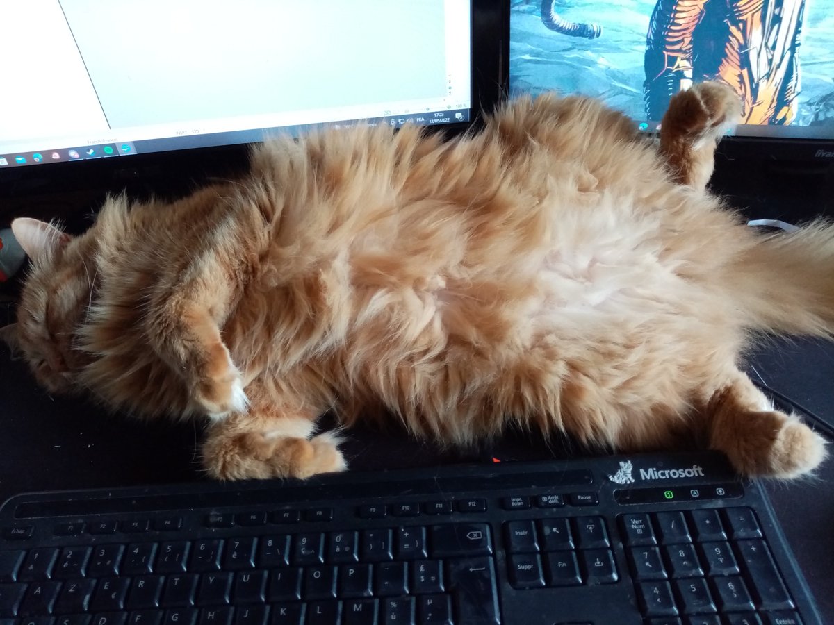 LazaroNoemie's tweet photo. Hard work being done here !
#cat #CatsOfTwitter #catassistant https://t.co/D0wTErfQvP