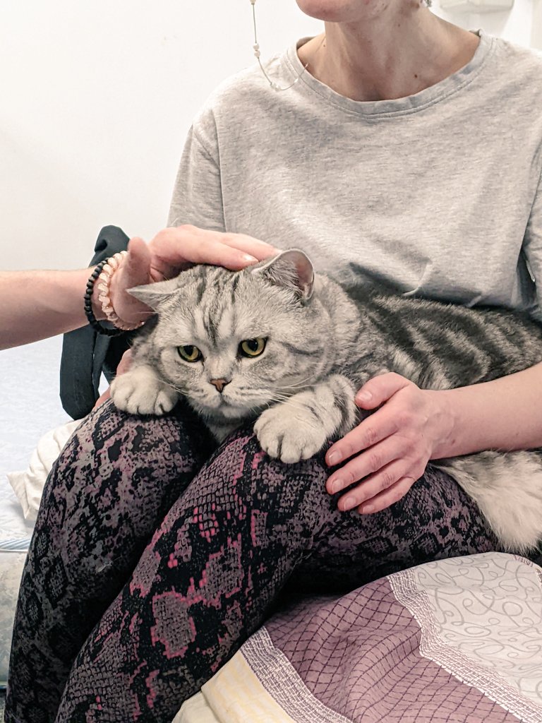 freya_carr's tweet photo. Bonya the cat giving out lots of cuddles to Ukrainian refugees staying at the Save the Children centre in Iasi, Romania 💙💛. https://t.co/4GObKG5NzC