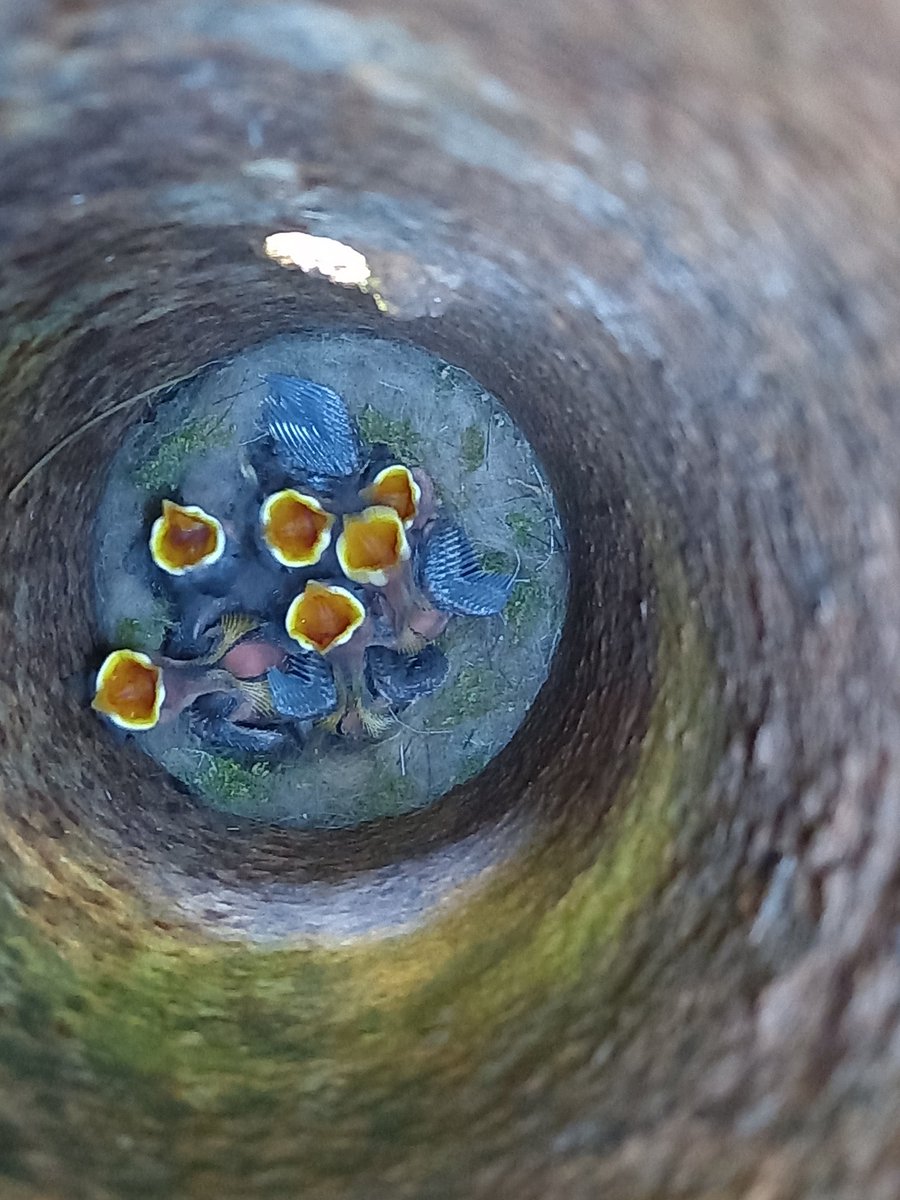 phgigliola's tweet photo. @Nicola_Bressi nuovi inquilini per il tubo, arredato con materiale di seconda mano (paglia e ciuffi di pelo da mamma coniglia), ma quest'anno ci siamo assicurati che il nido non potesse scendere più in basso del dovuto (sta a +o- 43cm dall'orlo) #trieste #primavera #birdwatching https://t.co/1RJM5p8mw4