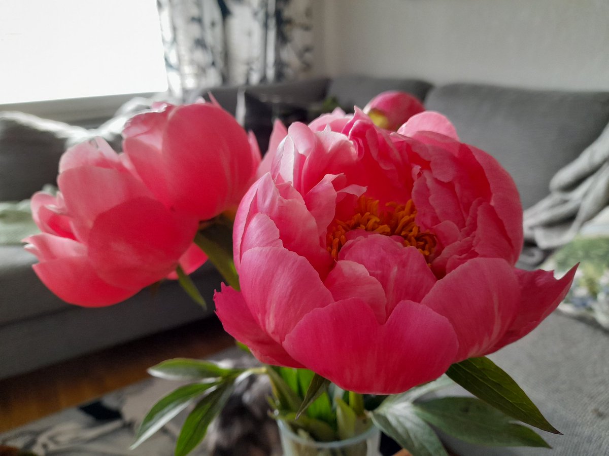 Tuli tilaisuus antaa entiselle #esihenkilö'lle positiivista palautetta, mikä olis pitänyt antaa jo kauan sitten. Tuli niin hyvä fiilis, että oli hankittava kotiin omia lempikukkia🌞 #positiivinenpalaute #johtaminen #alaistaidot