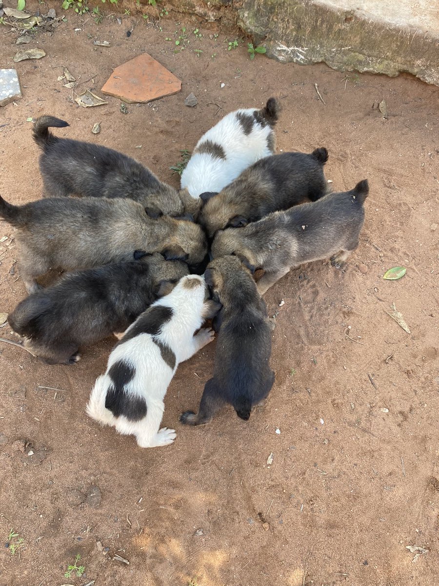 Hola amigos encontré estos perritos y a su mamá por si alguien quiere adoptar son súper lindos ya toman leche solitos 🥲♥️ Rt para encontrarles casita
