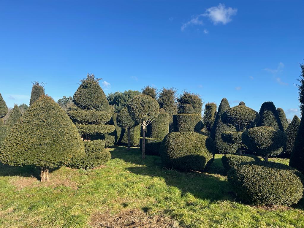 Today is #WorldTopiaryDay is a fitting tribute to the art of shaping, trimming, creating and forming beautifully natural structures from hedging, bushes and small-leaved trees. Ready for your next topiary challenge? Get in touch allgrowthltd.com/contact-allgro… #treegrower #horticulture