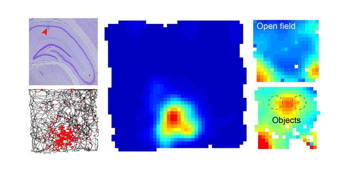 KropffLab's tweet photo. 1. Salió nuestro nuevo trabajo de electrofisiología en CA1 de Octodon Degus. @SpringerNature 

https://t.co/NU3yLFcSFC

Gracias a Matias Mugnaini, Patricia Cogram y colaboradores de https://t.co/eEjfW9R4eK https://t.co/vKgcXyng0q