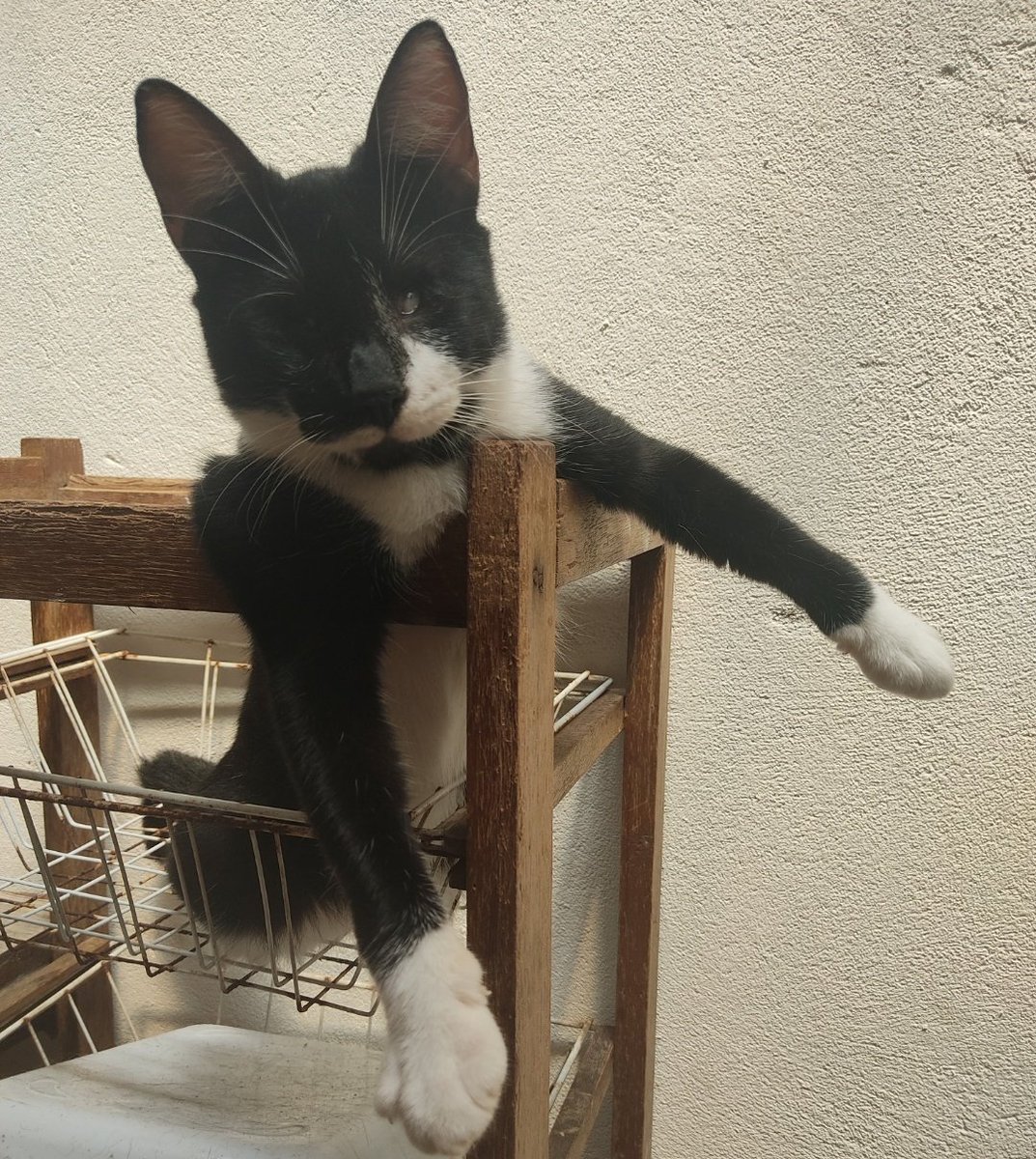 iservewangxian's tweet photo. Oi 🥺 meu gato tá mt mal por negligência médica, romperam a uretra dele. Já tá em outra clínica e precisa fazer cirurgia (R$2640) + 1700 que parcelei no cartão da minhamãe. Não posso pagar, mas n quero que morra. Se alguém puder ajudar com qualquer valor ou com RT, fico MT grata. https://t.co/TNEjeUMP9G