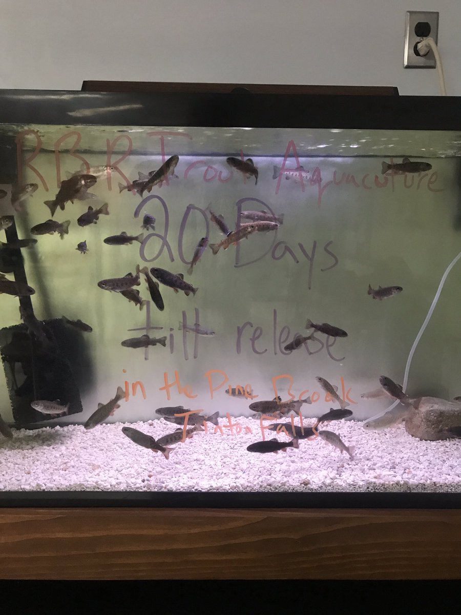 RBR Trout Aquaculture - 20 days till release in the Pine Brook, Tinton Falls.