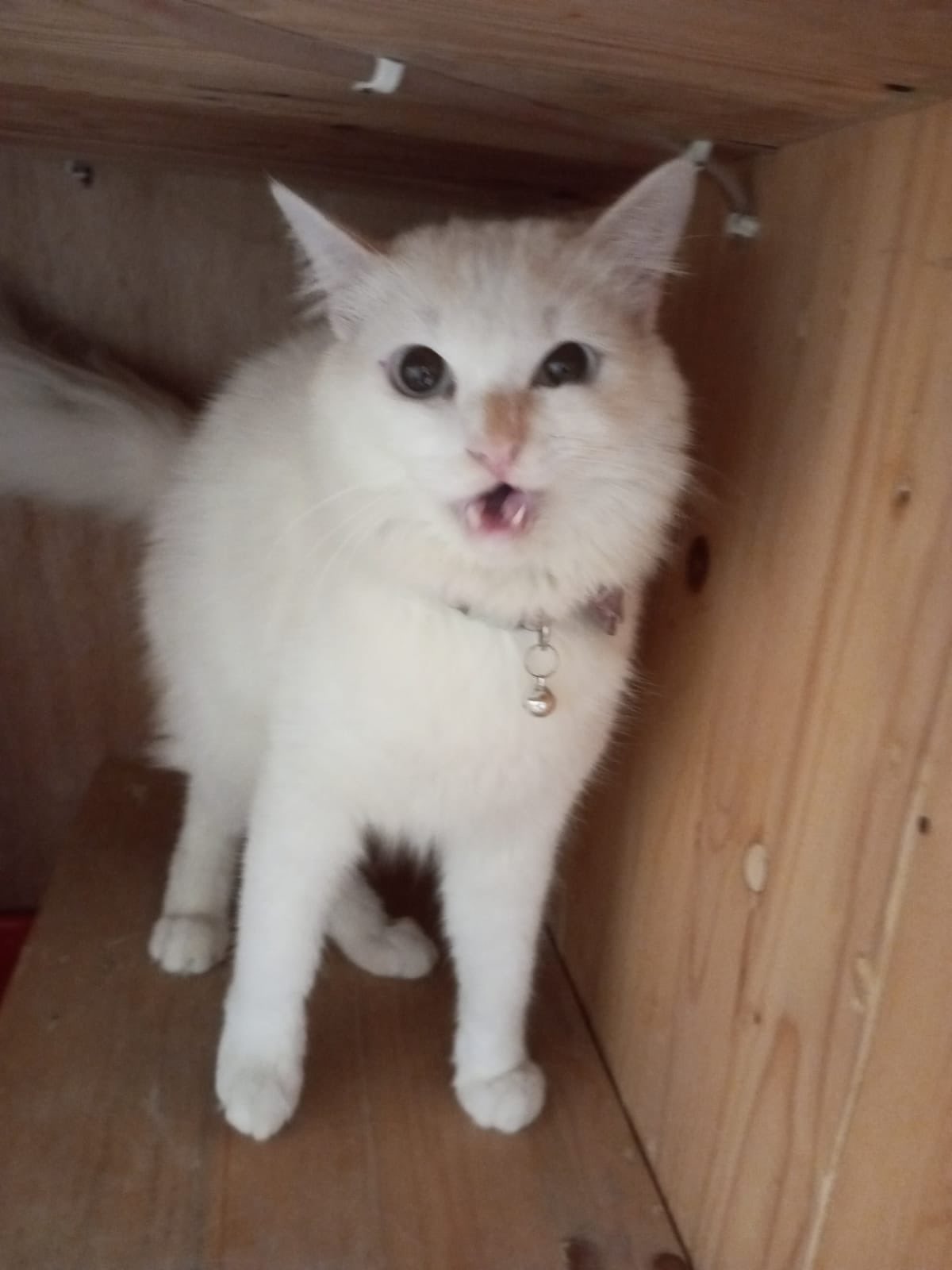 nisyä🍓 || joki skripsi tugas psikologi mendeley on Twitter: "@ZOO_FESS