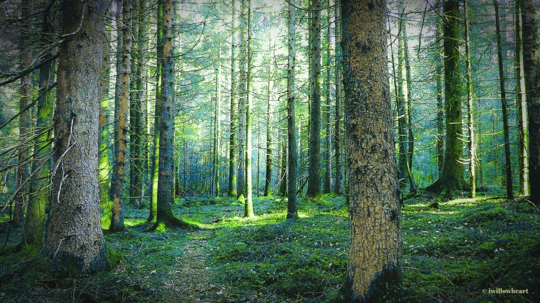 Walk with me 👣
#naturephotography #trees #forest #healingnature