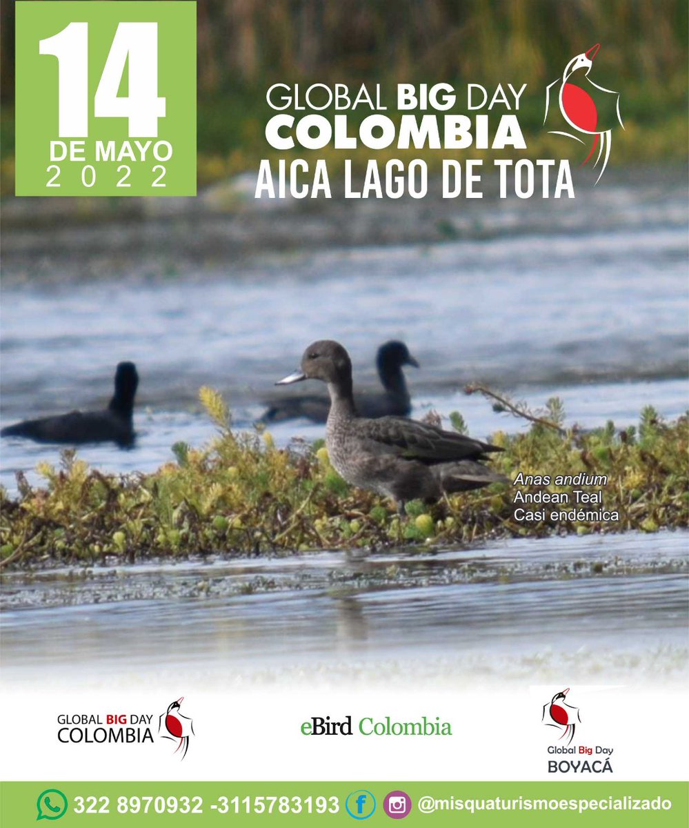 PreciaAlfonso's tweet photo. Porque cada Ave Cuenta!!

El AICA Lago de Tota se une a la pajareada más grande del mundo, buscando promover la ciencia ciudadana y la conservación de las Aves en nuestras comunidades!!! https://t.co/YDdsXRXcap