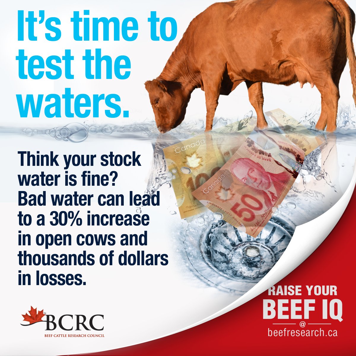 BeefResearch's tweet photo. The stakes are high when it comes to stock water - does your water pass the test? Find water testing tips, resources, and how-to videos here: https://t.co/xscNcygDBC https://t.co/mMQ26S5RDH