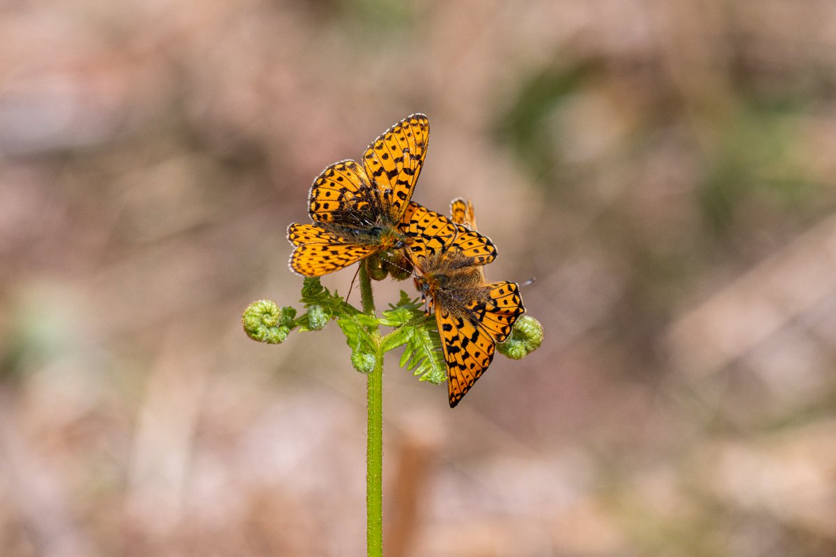 l10ydie's tweet photo. Ewyas Harold Common today, Dingy Skipper & Pearl-Bordered Fritillary. @herefordshirewildlifetrust @thewildlifetrusts @rspb_love_nature @bbcspringwatch @bbcwildlifemagazine @savebutterflies @westmidsbutterflyconservation
#pearlborderedfritillary #fritillary #ukbutterflies https://t.co/mmh3CYDdtS