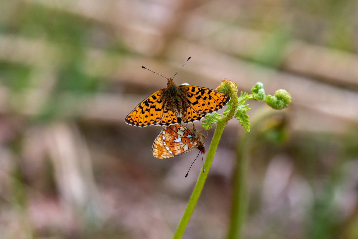 l10ydie's tweet photo. Ewyas Harold Common today, Dingy Skipper & Pearl-Bordered Fritillary. @herefordshirewildlifetrust @thewildlifetrusts @rspb_love_nature @bbcspringwatch @bbcwildlifemagazine @savebutterflies @westmidsbutterflyconservation
#pearlborderedfritillary #fritillary #ukbutterflies https://t.co/mmh3CYDdtS