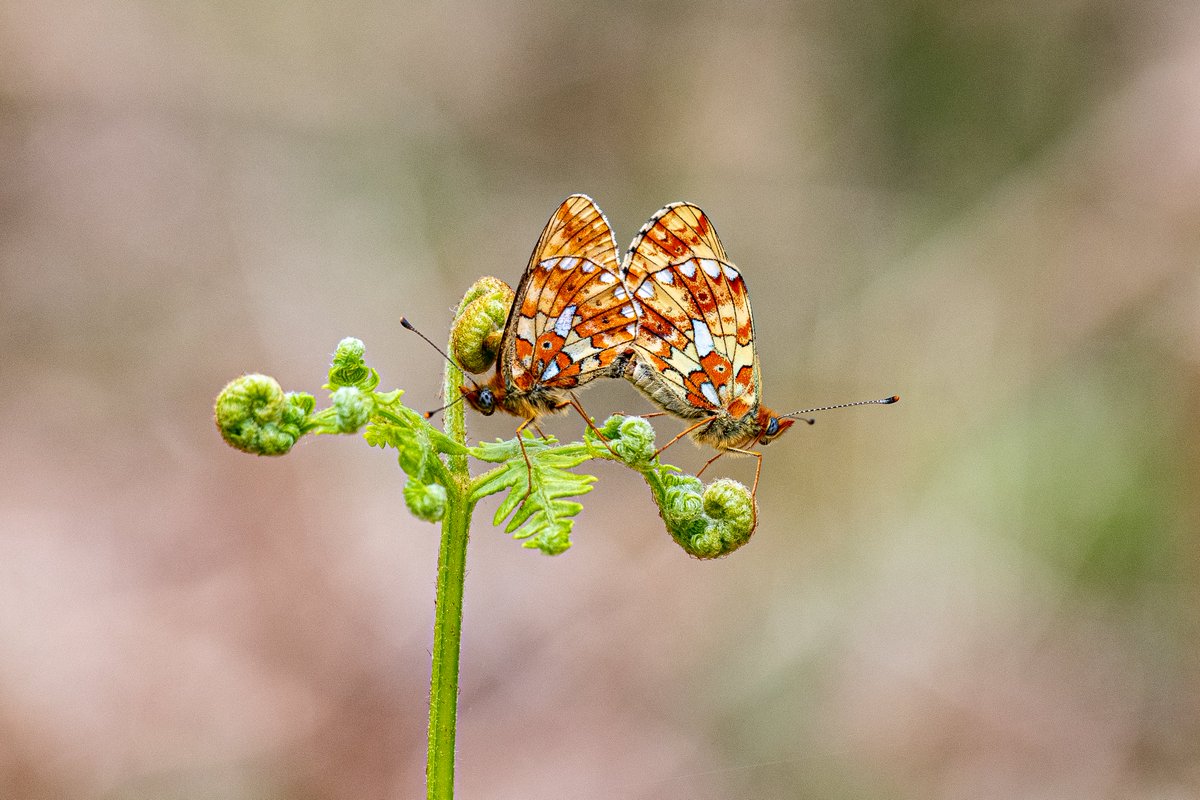 l10ydie's tweet photo. Ewyas Harold Common today, Dingy Skipper & Pearl-Bordered Fritillary. @herefordshirewildlifetrust @thewildlifetrusts @rspb_love_nature @bbcspringwatch @bbcwildlifemagazine @savebutterflies @westmidsbutterflyconservation
#pearlborderedfritillary #fritillary #ukbutterflies https://t.co/mmh3CYDdtS