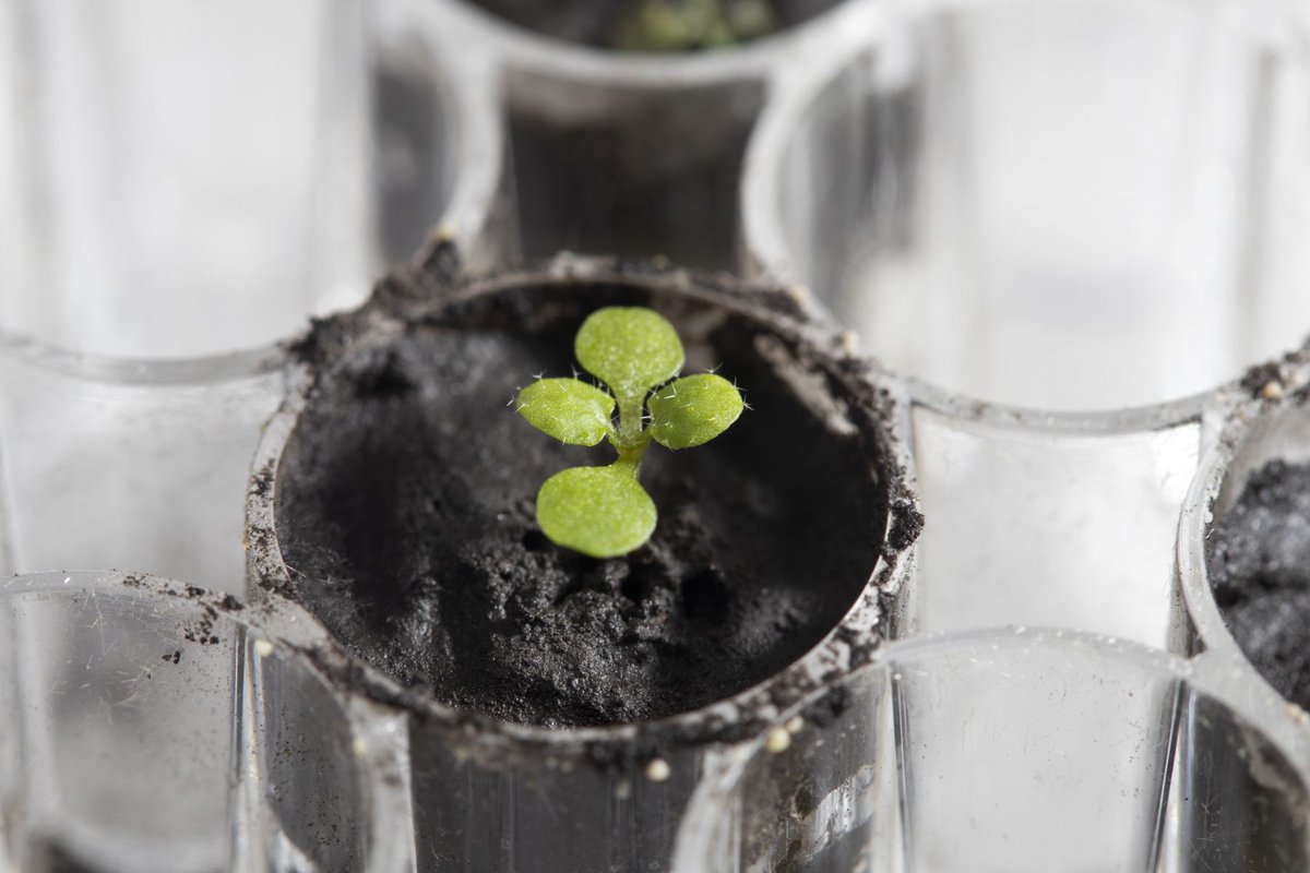 NASASpaceSci's tweet photo. BIG NEWS: Researchers grew plants in lunar soil for the first time! 🌱🌖

Congrats to @UF on growing Arabidopsis plants in regolith collected during the Apollo era. We’ll study the same species on #Artemis I as we prep to return to the Moon. https://t.co/fsollo0lvX https://t.co/ZsjKKZXu9v