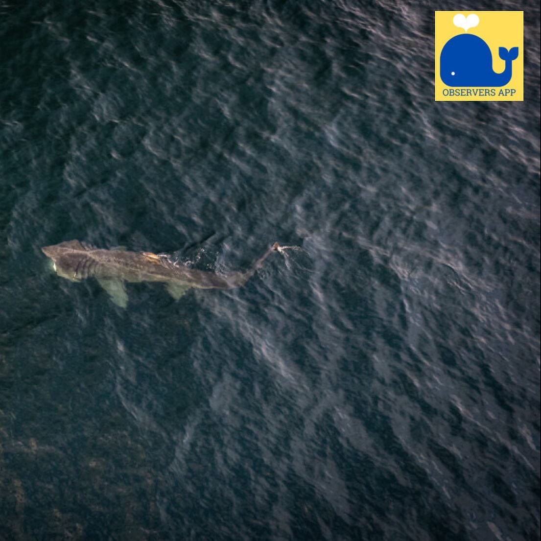 ObserversApp's tweet photo. Amazing aerial photographs and records of basking sharks (Cetnorhynchus maximus) from last week in the waters of Tory Island, Co. Donegal. Thank you to @dunbar44 for logging this wonderful report! #CitizenScience #BaskingSharks #Sharks #ObserversApp #Observers https://t.co/dpjToyCfAn