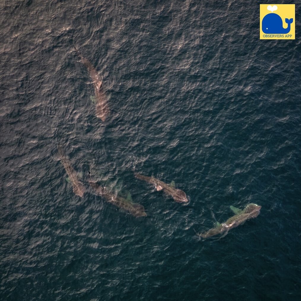 ObserversApp's tweet photo. Amazing aerial photographs and records of basking sharks (Cetnorhynchus maximus) from last week in the waters of Tory Island, Co. Donegal. Thank you to @dunbar44 for logging this wonderful report! #CitizenScience #BaskingSharks #Sharks #ObserversApp #Observers https://t.co/dpjToyCfAn