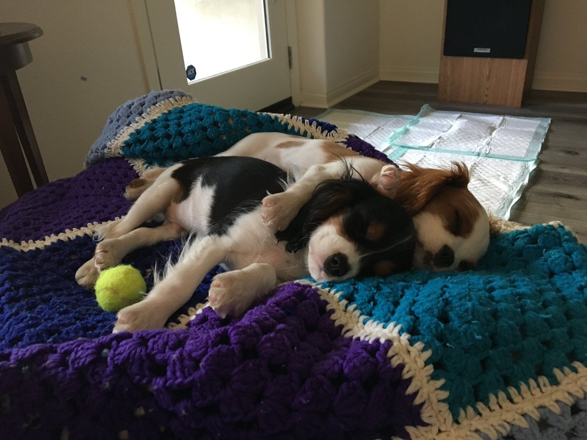 CRudzinskas's tweet photo. Throwing it back to when we were just little balls of fur, sleeping away the day! Oh wait… 🤣 🐾 #ThrowbackThursday #cavpack #DogsofTwittter #NotMuchHasChanged https://t.co/QMvlvMhosg