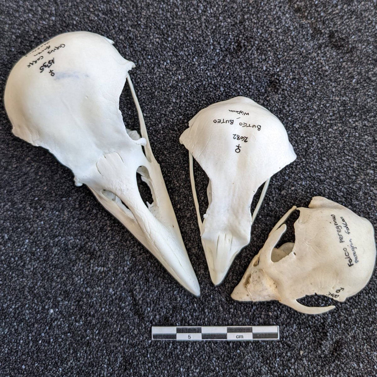 HE Archaeology tweet media