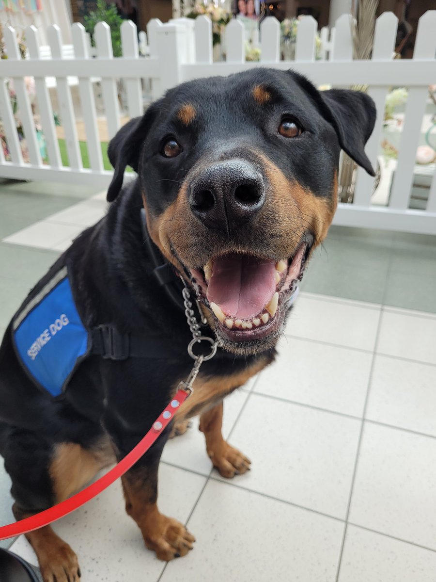 servicerotties's tweet photo. I'm a #ServiceDog in #Alberta #Canada. I can legally accompany my human everywhere the public can generally go. I cannot be denied access, yet because my human uses a wheelchair, she is frequently denied access. 
It's time for our municipalities and province to do better. 

#yeg https://t.co/QHIHiAdQRP