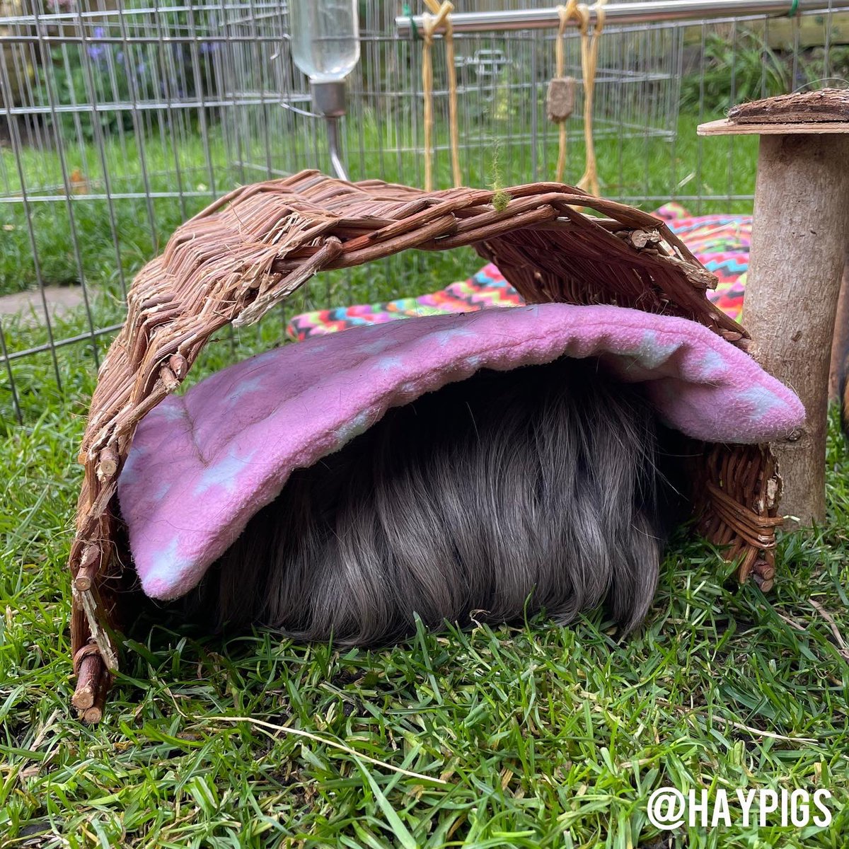 haypigs's tweet photo. Here’s a fleece pad for you to lay your little fluffy butt on… oh wait, no… you prefer it on your head!? 😳🤔🙄😅👏🏻 #StormGuineaPig #piggylogic #fluffbutt #floofs https://t.co/9yQ5MeUlEW
