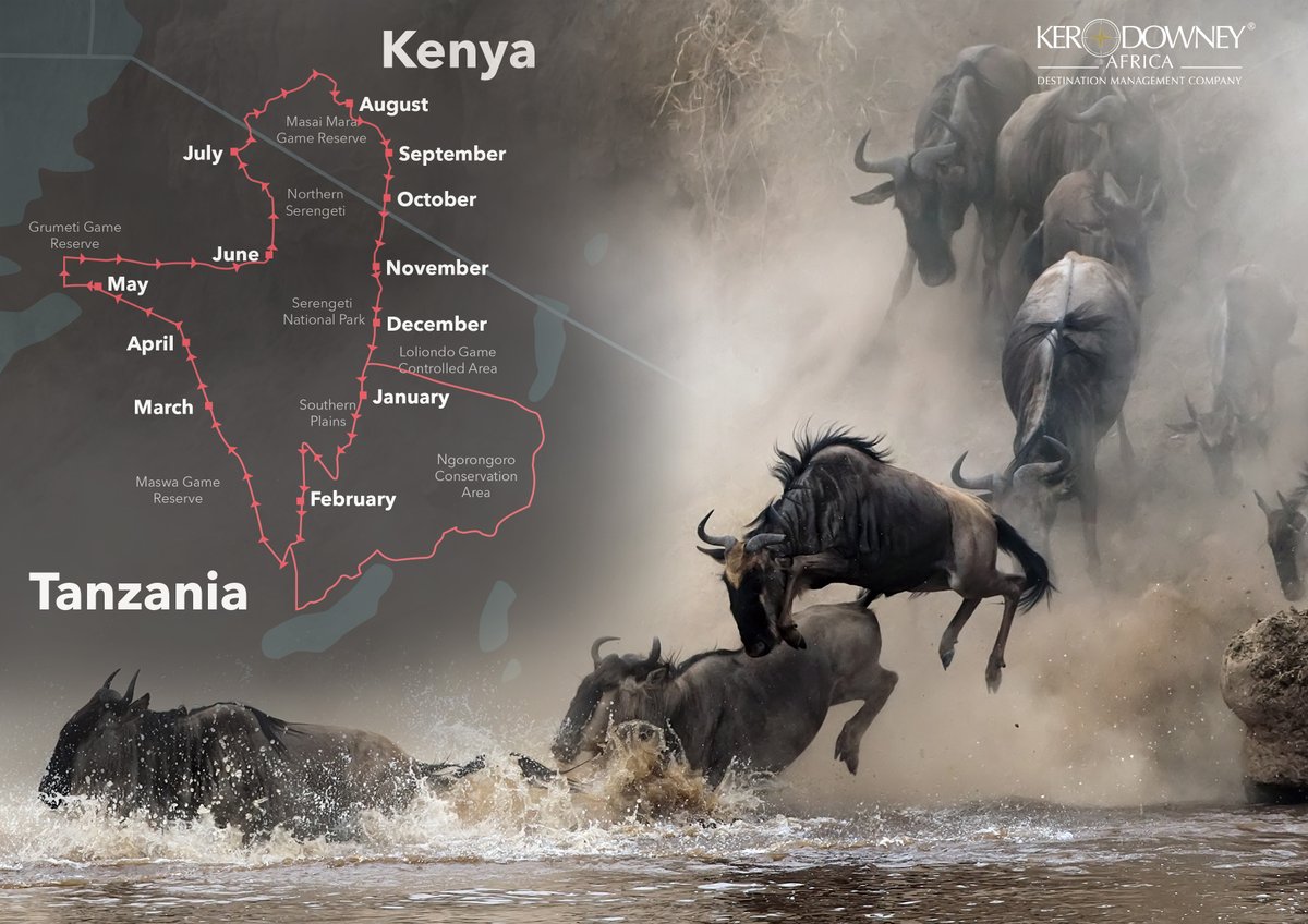 bestsafariever's tweet photo. The Great Migration is on! #greatmigration #eastafrica #safari #youneedavacation #kerdowneyafrica https://t.co/gsYyXfZnAQ