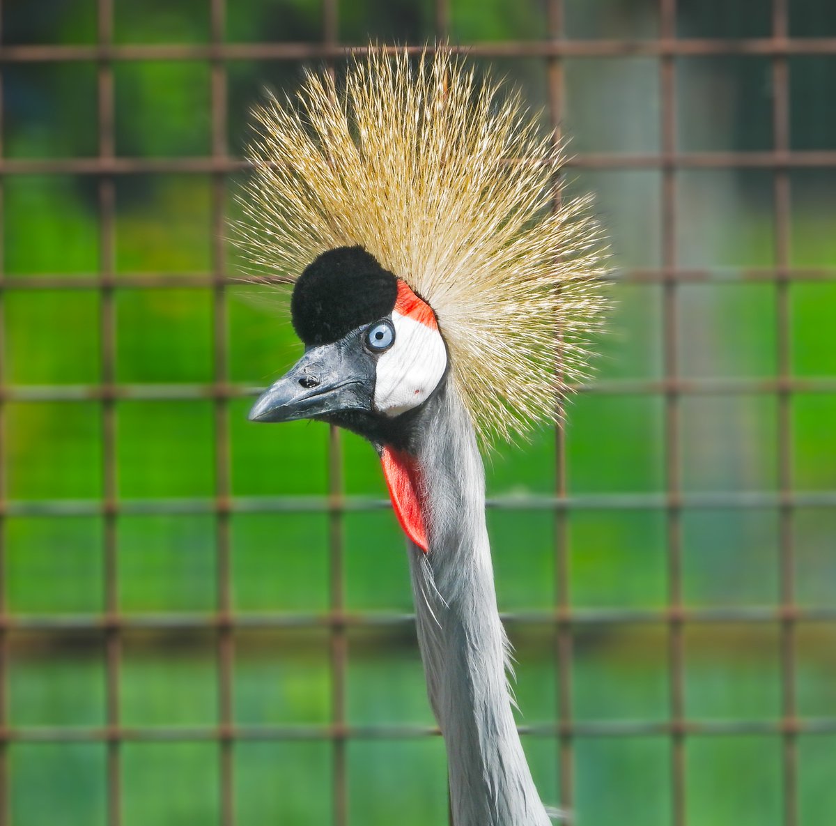 FermedeBeaumont's tweet photo. 👑 Très atypique avec sa couronne de #plumes dorées, les #grues couronnées s'apprivoisent très jeunes et peuvent vivre jusqu'à 40 ans. 
Bon dimanche à tous ! 🌻 https://t.co/KYvIUEL14U