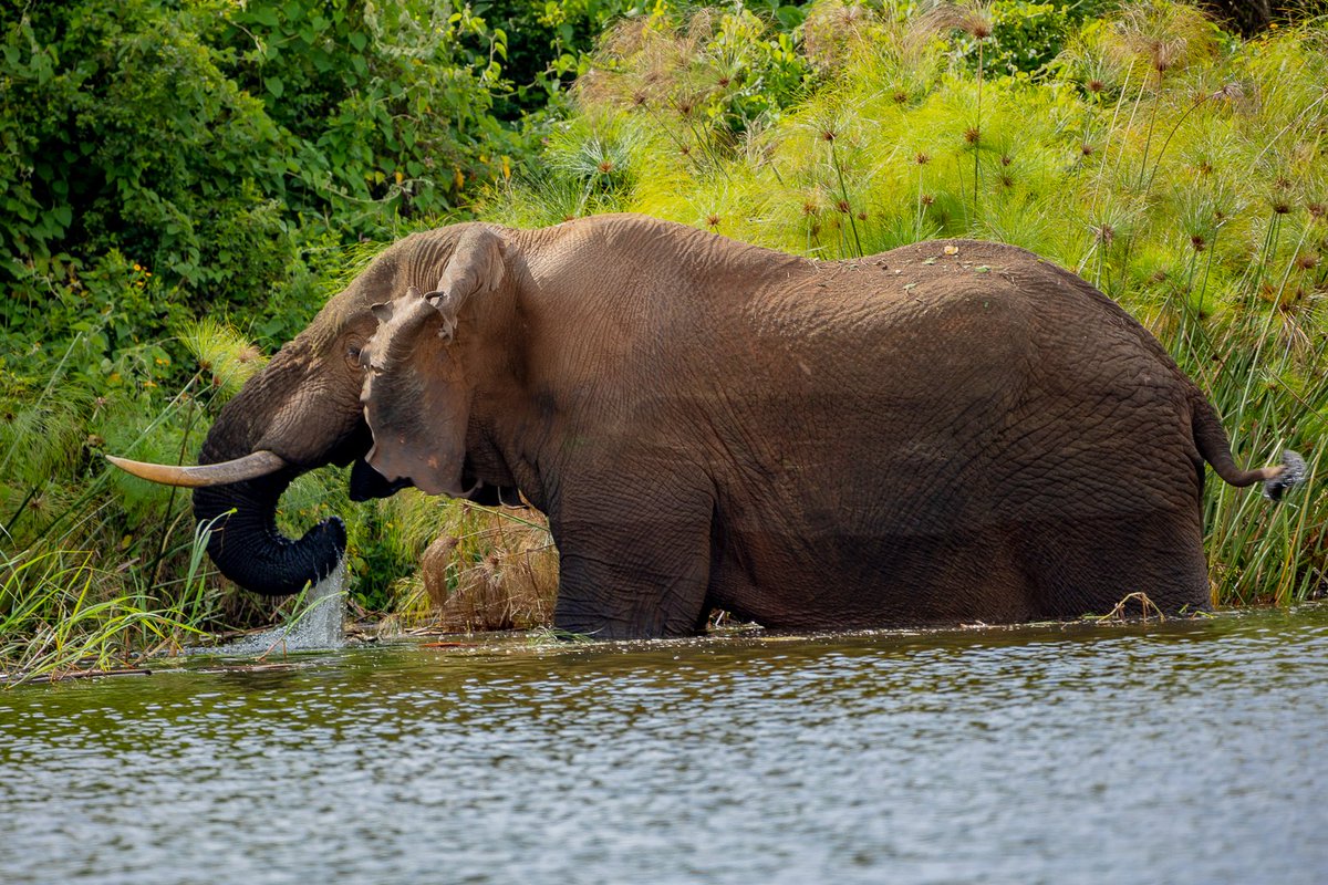 AfricaTourismS1's tweet photo. Elephants in Rwanda <3
#africatourismsolutions #Rwanda #visitrwanda #Stopwondering #Startdiscovering #sweetafrica #Safari #elephant #kigali #sustainabletourism #tourism4Dev #travelblogger #Westafrica #Taamusenegal #tourism #rwandadevelopmentboard #rwandair #africanow #Aventure https://t.co/OFoMWP7jao