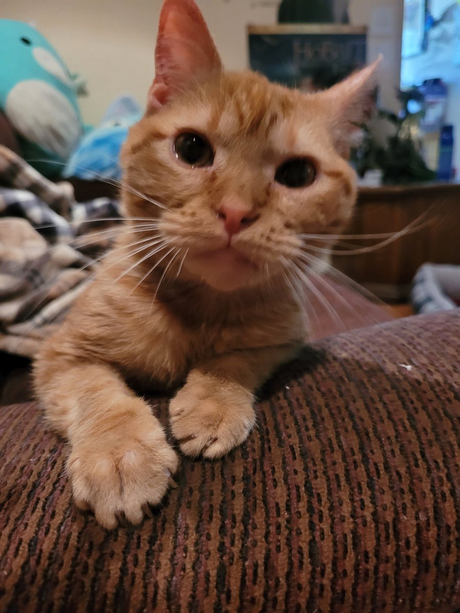 lynnslagle42's tweet photo. No text needed 😍🥰🥰💗💗 #cerebellarhypoplasia #chlove #wobblykitty #chkitty #thisisthetweet #himsperfect #holeinmyheartishealing #missmyedgarandlouiehelps #sentbyangeledgar https://t.co/YHNNmUUwZM