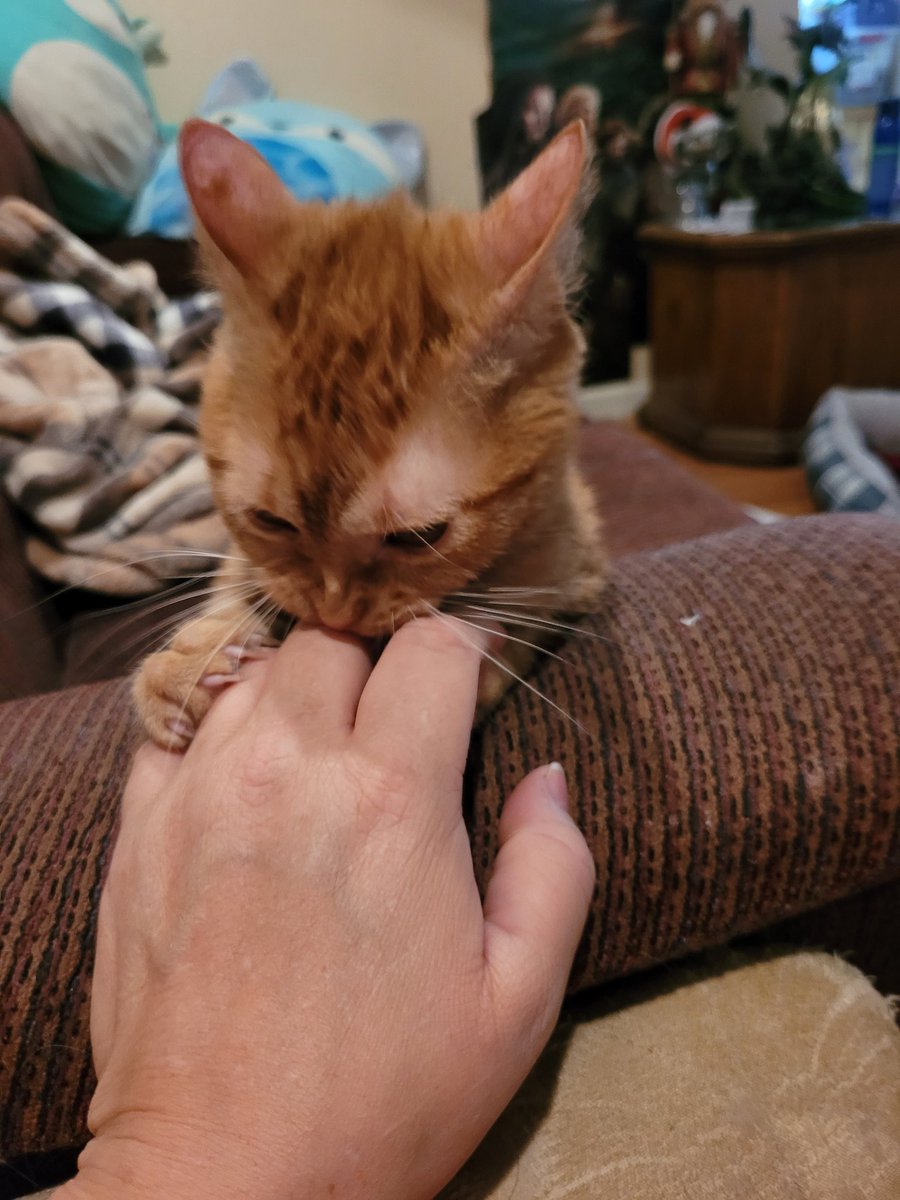 lynnslagle42's tweet photo. No text needed 😍🥰🥰💗💗 #cerebellarhypoplasia #chlove #wobblykitty #chkitty #thisisthetweet #himsperfect #holeinmyheartishealing #missmyedgarandlouiehelps #sentbyangeledgar https://t.co/YHNNmUUwZM