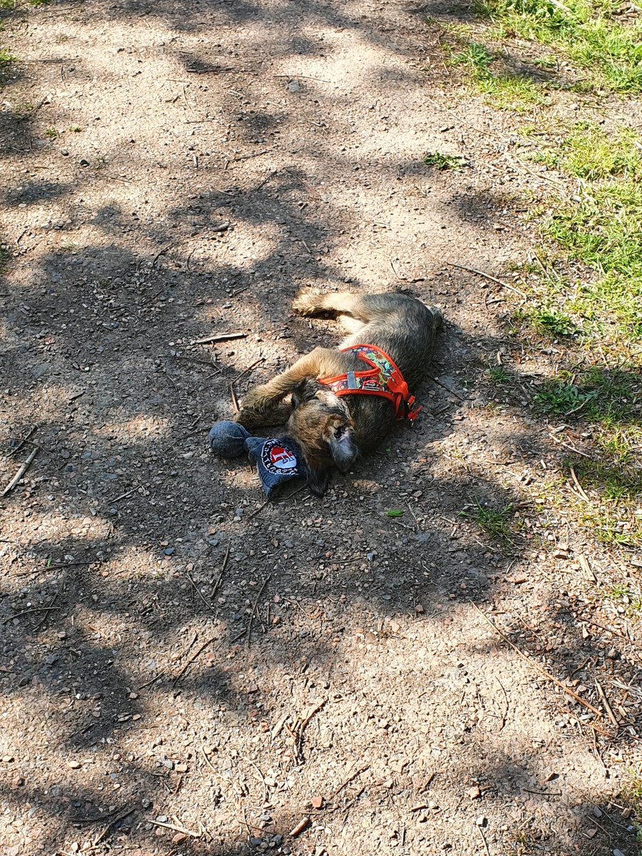 Rubeae_'s tweet photo. At the park with my ball. Went into a muddy pond. Got paw washing back home.
#BTPosse #borderwalk #puppy #Rubeae #borderterrier https://t.co/UWJz6r304D