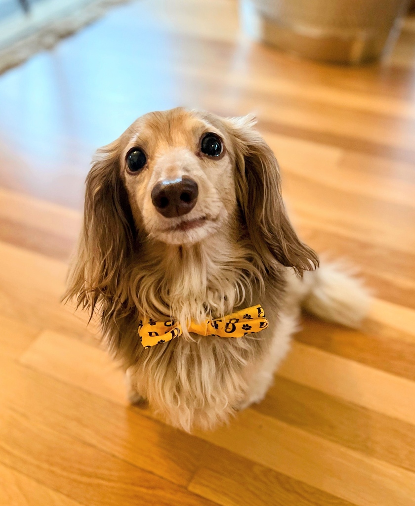 How do you rep Dutch? 👀 #BowTieClub #DogsofTwitter